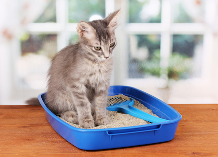 best royal canin cat food for 7 yr old cat Royal Canin Feline Health Nutrition Kitten Dry Kitten Food – Lees' Feed &  Western