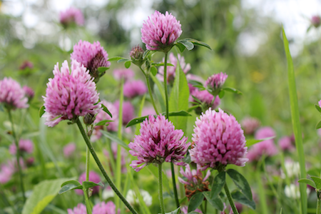 Best herbs to help with fertility: add these to your diet
